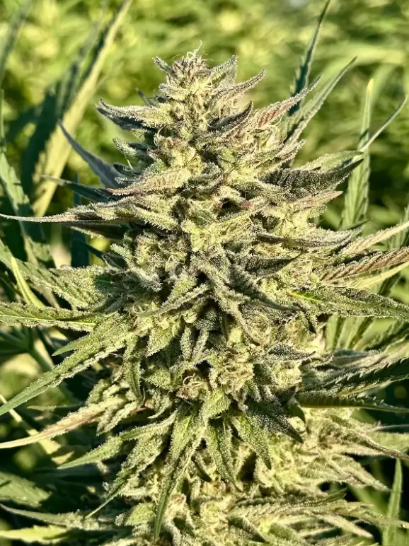 Gelato Rainbow Sherbert | Preservation Line | FEM Photoperiod Seeds | 5 Pack