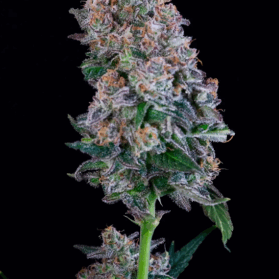 GELATO SCENTED MARKER | PHOTOPERIOD CANNABIS SEEDS FEMALE 5 PACK