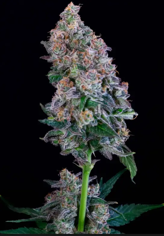 Gelato Scented Marker | Preservation Line | FEM Photoperiod Seeds | 5 Pack