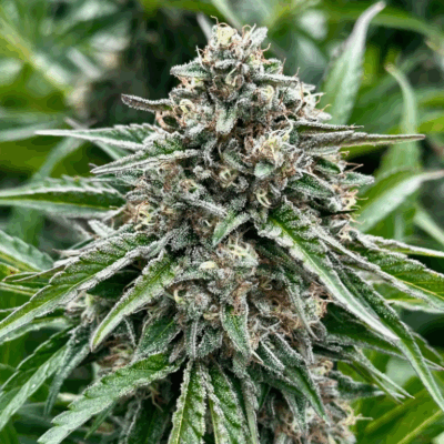 GELONADE | PHOTOPERIOD CANNABIS SEEDS FEMALE 5 PACK