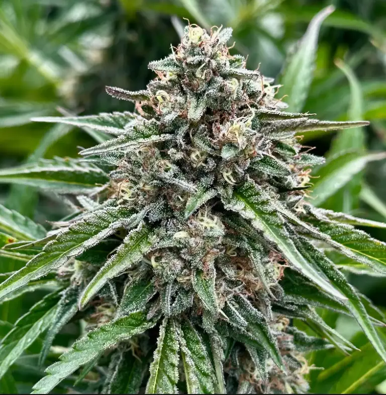 Gelonade | Preservation Line | FEM Photoperiod Seeds | 5 Pack