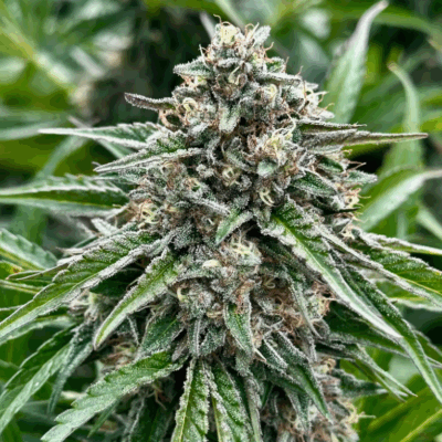 GELONADE | AUTOFLOWER CANNABIS SEEDS FEMALE 5 PACK