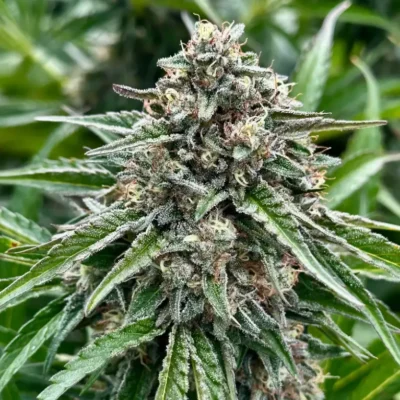 Gelonade Auto | Preservation Line | FEM Autoflower Seeds | 5 Pack