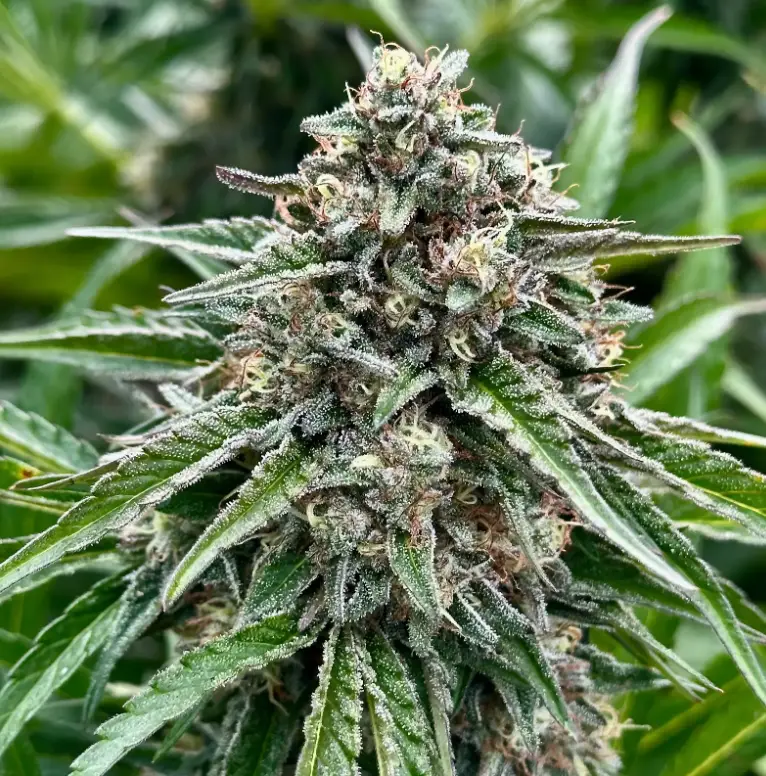 Gelonade Auto | Preservation Line | FEM Autoflower Seeds | 5 Pack