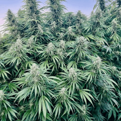 GLUE DREAM | PHOTOPERIOD CANNABIS SEEDS FEMALE 5 PACK