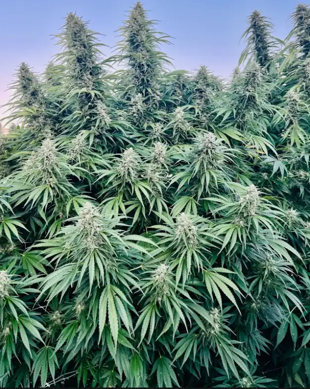 Glue Dream | Preservation Line | FEM Photoperiod Seeds | 5 Pack