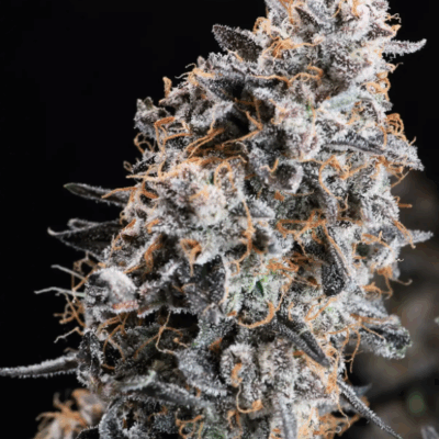 GMO STAR | AUTOFLOWER CANNABIS SEEDS FEMALE 5 PACK