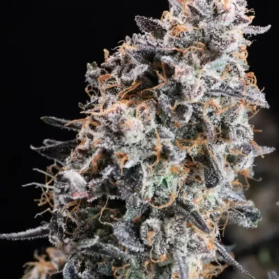 GMO Star Auto | Preservation Line | FEM Autoflower Seeds | 5 Pack