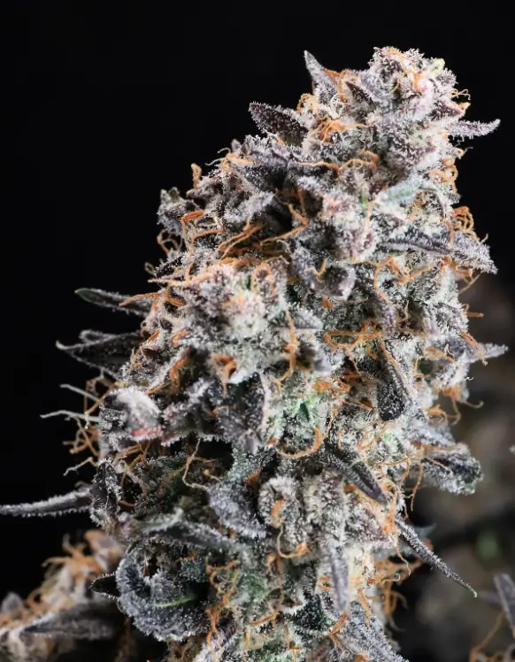 GMO Star Auto | Preservation Line | FEM Autoflower Seeds | 5 Pack