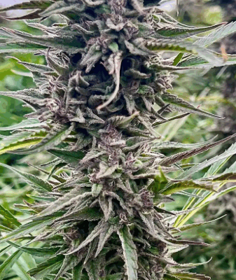 GORILLA BANANA | PHOTOPERIOD CANNABIS SEEDS FEMALE 5 PACK