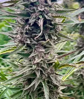 Gorilla Banana | Preservation Line | FEM Photoperiod Seeds | 5 Pack