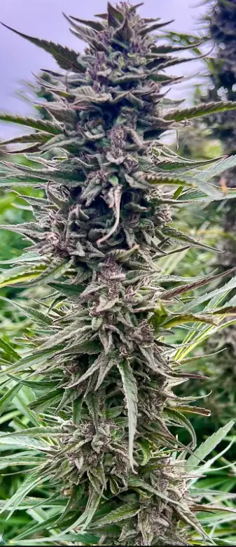 Gorilla Banana | Preservation Line | FEM Photoperiod Seeds | 5 Pack