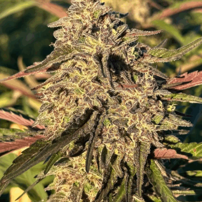 GORILLA CAKE | PHOTOPERIOD CANNABIS SEEDS FEMALE 5 PACK