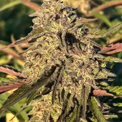 Gorilla Cake | Preservation Line | FEM Photoperiod Seeds | 5 Pack