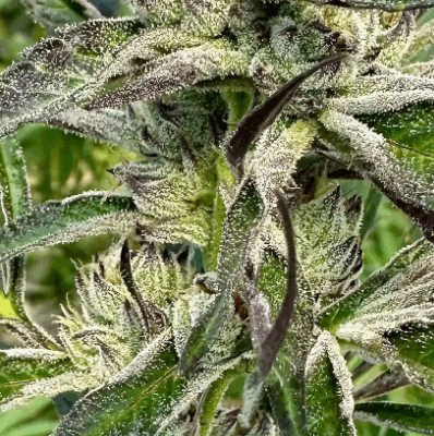 GORILLA CANDY | PHOTOPERIOD CANNABIS SEEDS FEMALE 5 PACK