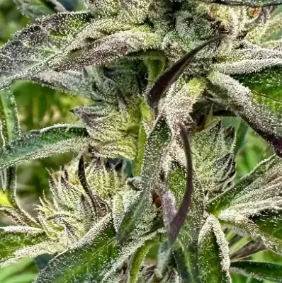 Gorilla Candy | Preservation Line | FEM Photoperiod Seeds | 5 Pack
