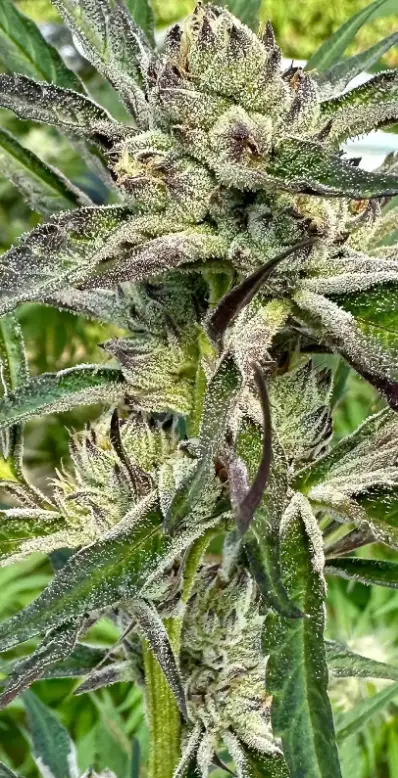 Gorilla Candy | Preservation Line | FEM Photoperiod Seeds | 5 Pack