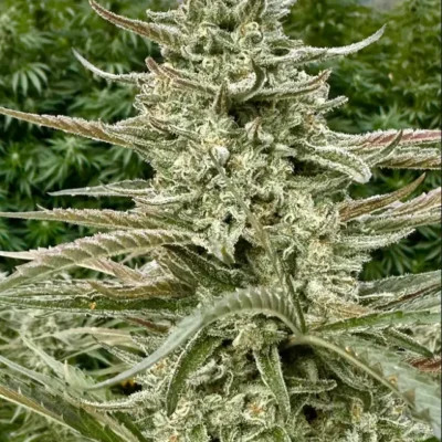 Gorilla Cookie | Preservation Line | FEM Photoperiod Seeds | 5 Pack
