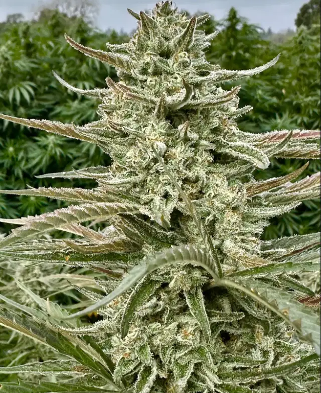 Gorilla Cookie | Preservation Line | FEM Photoperiod Seeds | 5 Pack