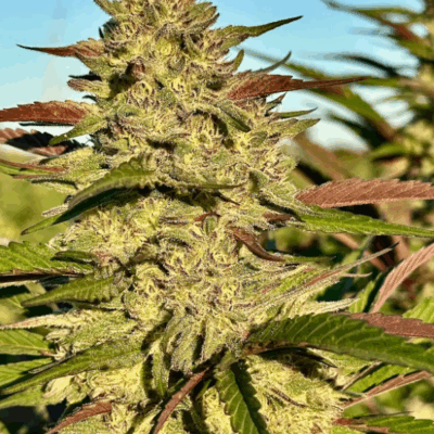 GORILLA GELATO | PHOTOPERIOD CANNABIS SEEDS FEMALE 5 PACK