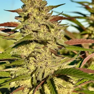 Gorilla Gelato | Preservation Line | FEM Photoperiod Seeds | 5 Pack