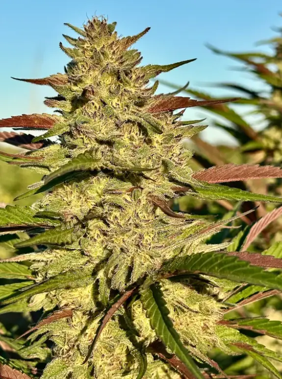 Gorilla Gelato | Preservation Line | FEM Photoperiod Seeds | 5 Pack