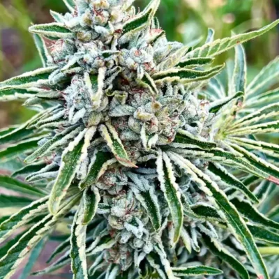Gorilla Glitter | Preservation Line | FEM Photoperiod Seeds | 5 Pack