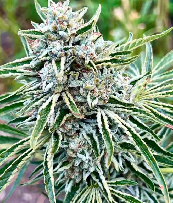 Gorilla Glitter | Preservation Line | FEM Photoperiod Seeds | 5 Pack