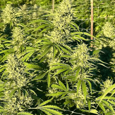 GORILLA LEMON GLUE | PHOTOPERIOD CANNABIS SEEDS FEMALE 5 PACK