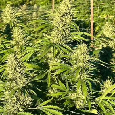 Gorilla Lemon Glue | Preservation Line | FEM Photoperiod Seeds | 5 Pack