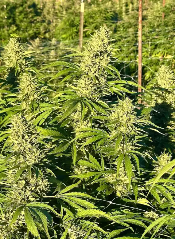 Gorilla Lemon Glue | Preservation Line | FEM Photoperiod Seeds | 5 Pack