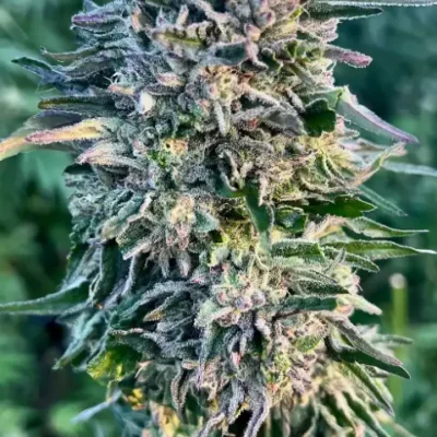 Gorilla Mac | Preservation Line | FEM Photoperiod Seeds | 5 Pack