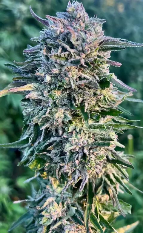 Gorilla Mac | Preservation Line | FEM Photoperiod Seeds | 5 Pack