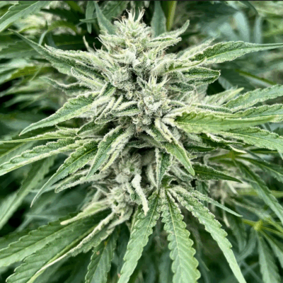 GORILLA RUNTZ | PHOTOPERIOD CANNABIS SEEDS FEMALE 5 PACK