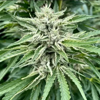 Gorilla Runtz | Preservation Line | FEM Photoperiod Seeds | 5 Pack