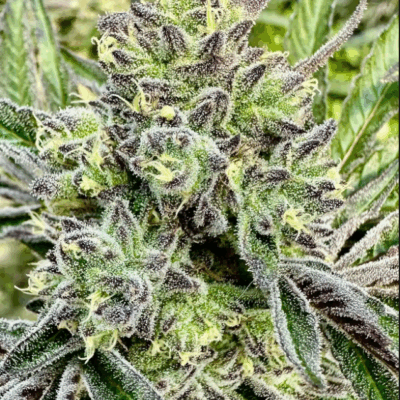GORILLA SHERBERT | PHOTOPERIOD CANNABIS SEEDS FEMALE 5 PACK