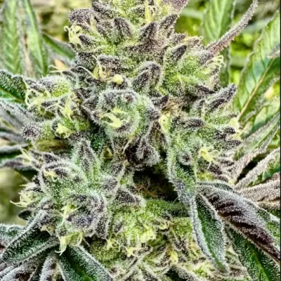 Gorilla Sherbert | Preservation Line | FEM Photoperiod Seeds | 5 Pack