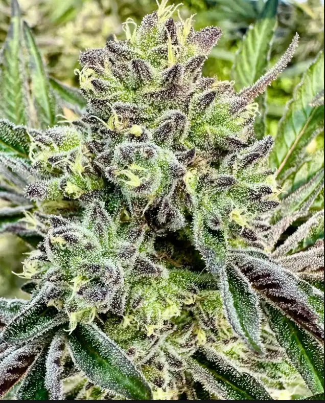 Gorilla Sherbert | Preservation Line | FEM Photoperiod Seeds | 5 Pack