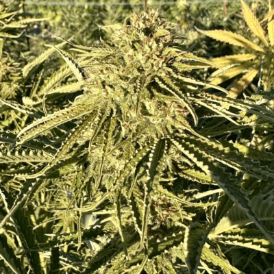 GORILLA STRAWBERRY DIESEL | PHOTOPERIOD CANNABIS SEEDS FEMALE 5 PACK