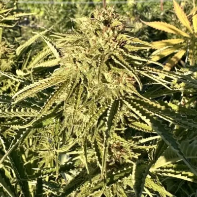 Gorilla Strawberry Diesel | Preservation Line | FEM Photoperiod Seeds | 5 Pack