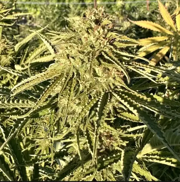 Gorilla Strawberry Diesel | Preservation Line | FEM Photoperiod Seeds | 5 Pack