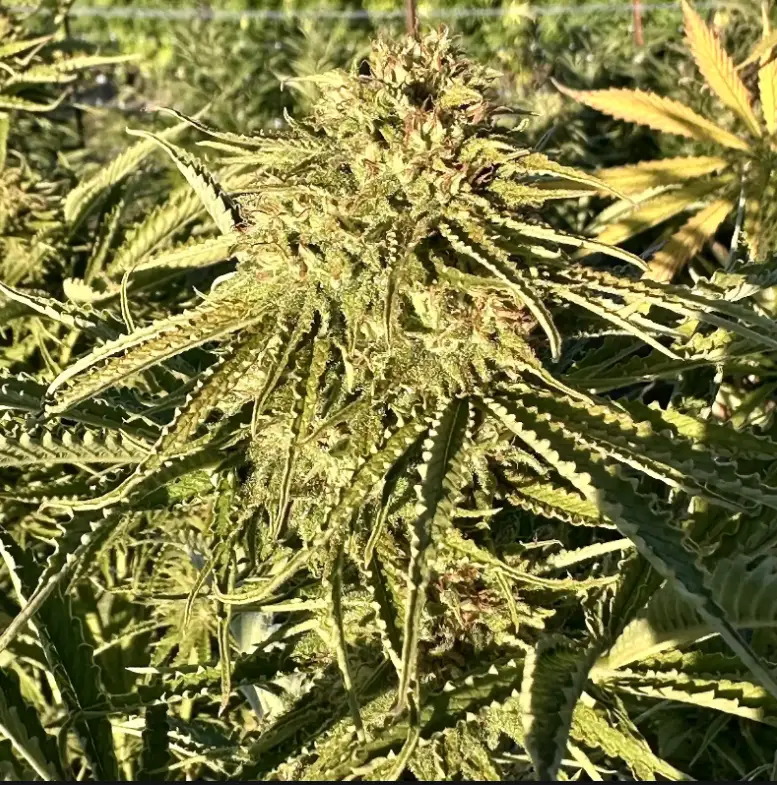 Gorilla Strawberry Diesel | Preservation Line | FEM Photoperiod Seeds | 5 Pack