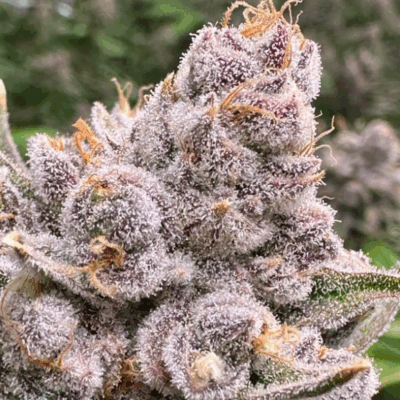 GRAND DADDY PURPLE | PHOTOPERIOD CANNABIS SEEDS FEMALE 5 PACK