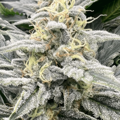 GRAPE COOKIE GAS | PHOTOPERIOD CANNABIS SEEDS FEMALE 5 PACK