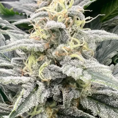 Grape Cookie Gas | Preservation Line | FEM Photoperiod Seeds | 5 Pack