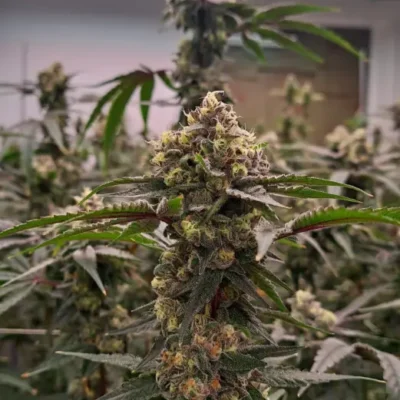 Grape Punch | Preservation Line | FEM Photoperiod Seeds | 5 Pack
