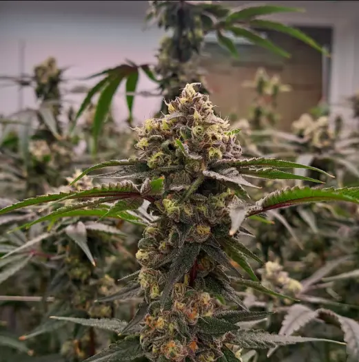 Grape Punch | Preservation Line | FEM Photoperiod Seeds | 5 Pack