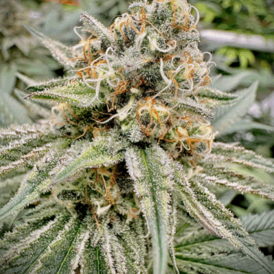 GREEN CRACK | PHOTOPERIOD CANNABIS SEEDS FEMALE 5 PACK