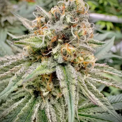 Green Crack | Preservation Line | FEM Photoperiod Seeds | 5 Pack
