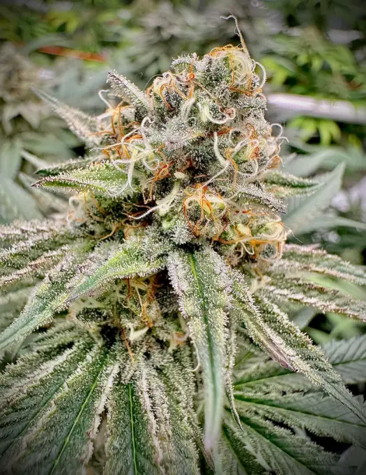 Green Crack | Preservation Line | FEM Photoperiod Seeds | 5 Pack